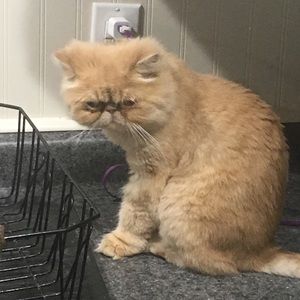 Meet your Posher, Shane